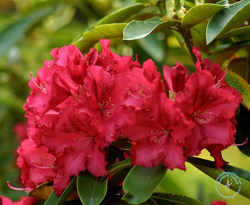 Rhododendron 9M14D-03.JPG